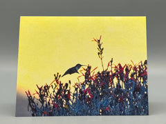 Desert Nectar Greeting Card Set | Hummingbird Art Photography | Southwest Nature Cards | Set of 5 Blank Cards