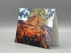 Up a Sequoia Greeting Card Set | Nature Photography Cards | Set of 5 Blank Cards