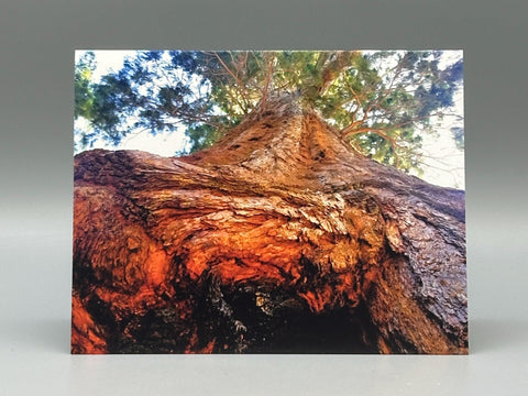 Up a Sequoia Greeting Card Set | Nature Photography Cards | Set of 5 Blank Cards