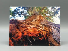 Up a Sequoia Greeting Card Set | Nature Photography Cards | Set of 5 Blank Cards