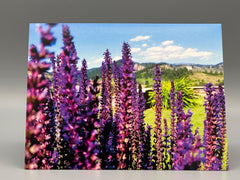 Pacific Northwest Wildflower Greeting Cards