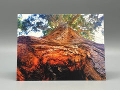 Up a Sequoia Greeting Card Set | Nature Photography Cards | Set of 5 Blank Cards