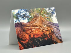Up a Sequoia Greeting Card Set | Nature Photography Cards | Set of 5 Blank Cards